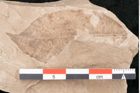 Foto (Detailansicht) von Depazea feroniae Ettingshausen (NHMW-GEO-2024-0188-6384)